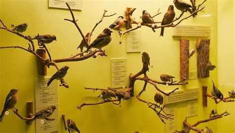 Latvijas Putni Latvijas Nacionālais Dabas Muzejs