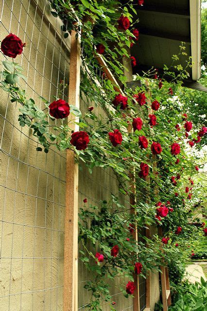 How To Make A Custom Rose Trellis Diy Garden Trellis Trellis Plants