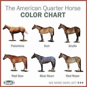 Aqha Color Chart Horse Color Chart American Quarter Horse Quarter Horse