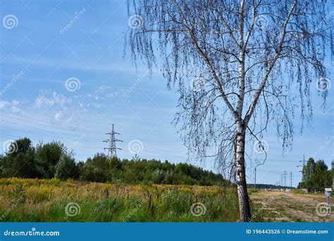 Lonely Birch On The Background Of The Field Stock Photo Image Of Tree