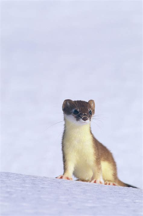 A Short Tailed Weasel Caught By An Photograph By Paul Nicklen