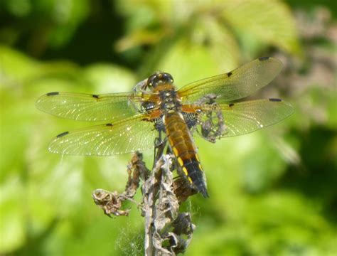 Heysham Bird Observatory 051520