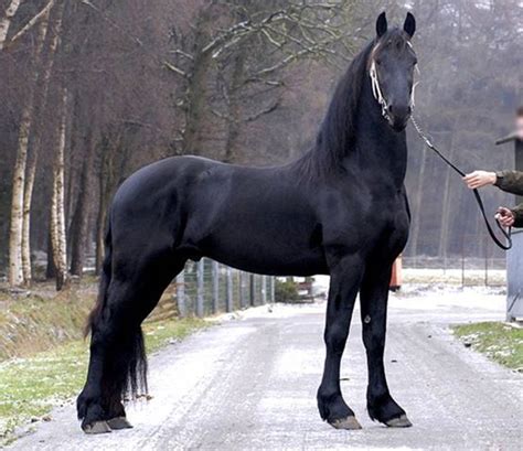 A Beautiful Large Black Horse Largest I Have Ever Seen