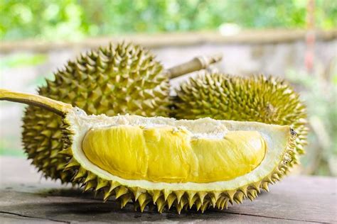 Kenapa Daun Durian Kuning Natalie Terry