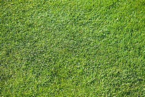Hd Wallpaper Green Golf Grass Texture Field Green Color Full