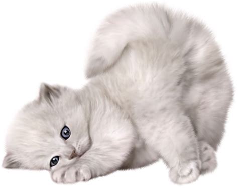 Persian Cat Kitten Puppy Cuteness Large Png Cute Cat Picture Png