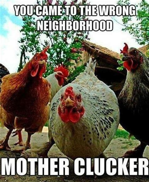 Pin By April Addington On Animal Memes Chicken Humor Chickens Funny