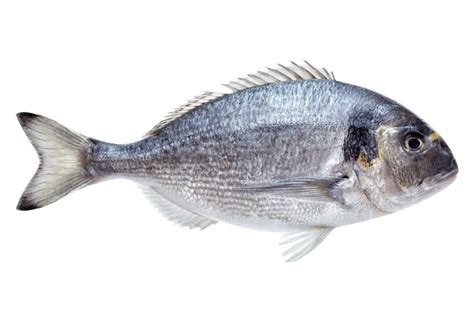 Consumo responsable : las 10 especies más consumidas de pescado