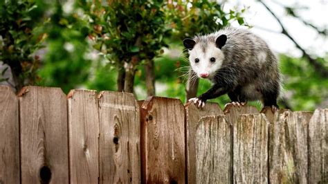 How To Get Rid Of Possums