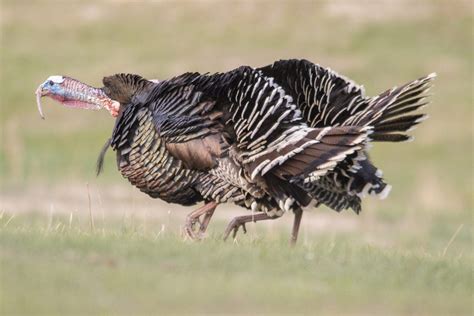 Nebraska Boasts Wild Turkey Variety ⋆ Outdoor Enthusiast Lifestyle Magazine