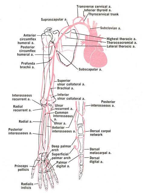 Arteries Of The Upper Limb With Images Medical Anatomy Arteries