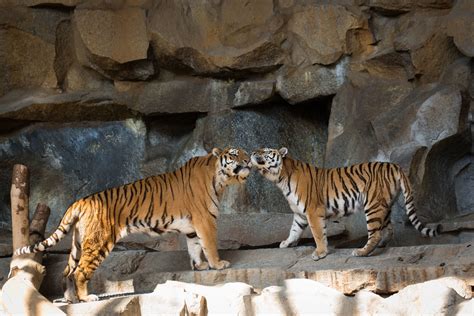 Big Tiger In Zoo 4k Wallpapers