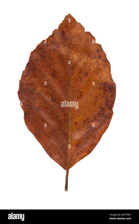 Common Beech Fagus Sylvatica Leaf With Autumn Colouring Germany