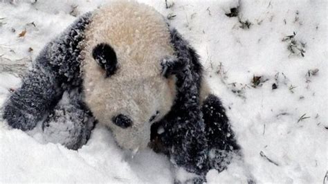 Giant Panda Numbers On The Up Bbc Newsround