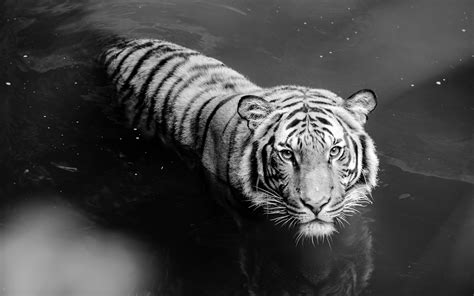 Search free black tiger wallpapers on zedge and personalize your phone to suit you. White Tiger Wallpaper HD (66+ images)