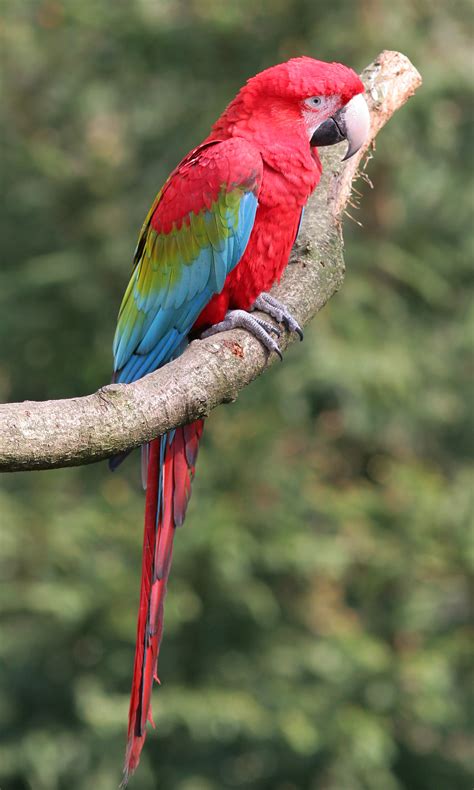 Red And Green Macaw Rio Wiki Fandom Powered By Wikia