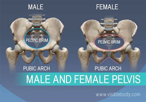 An Image Of The Pelvic And Female Pelvins Side By Side