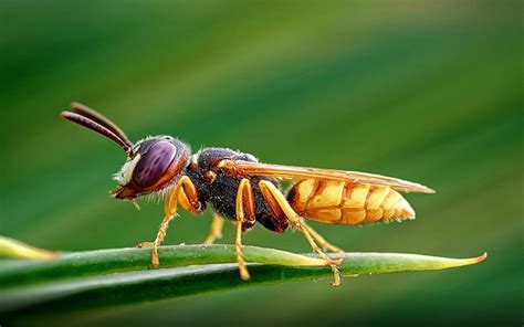 Insect Hornet are the largest of the eusocial wasps and are similar in ...
