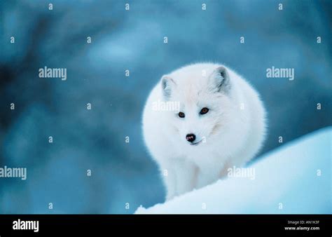 Arctic Fox Alopex Lagopus Vulpes Lagopus Sitting On Ridge In Snow