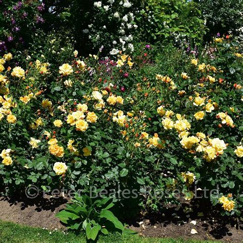 Autumn Sunset Shrub Rose Peter Beales Roses The World Leaders In