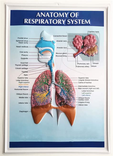 The Respiratory System Anatomy Poster Shows The Struc