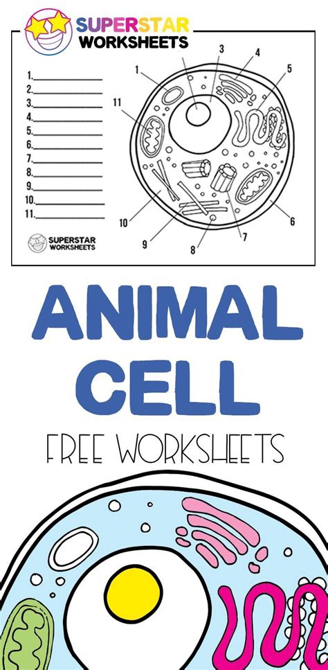 Animal Cell Coloring Worksheets Answer Key