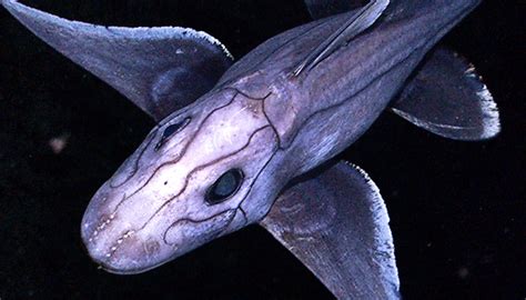 15 Weirdest And Most Terrifying Deep Sea Creatures Ever Discovered