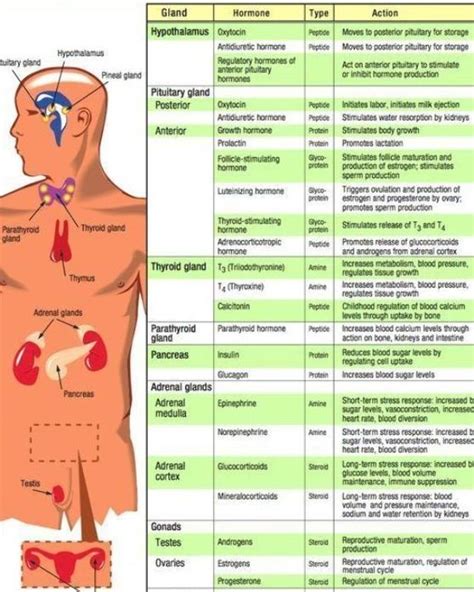 Endocrine System Diseases Chart
