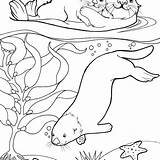 Otter Getdrawings sketch template