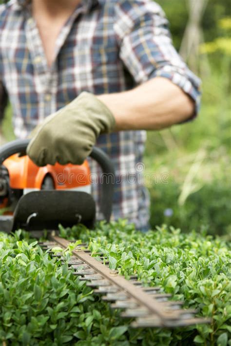 Man Trimming Hedge Stock Photo Image Of Tidy Neat Field 21592340