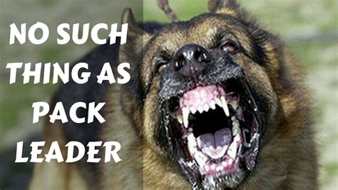 Dog Training Pack Leader Alpha Male And Dominance Stop Falling For