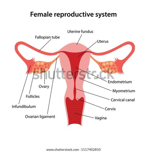 Female Reproductive System Main Parts Labeled Stock Vector Royalty