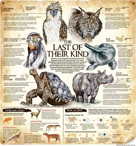 Extinction Rates Among Animals Infographic Website