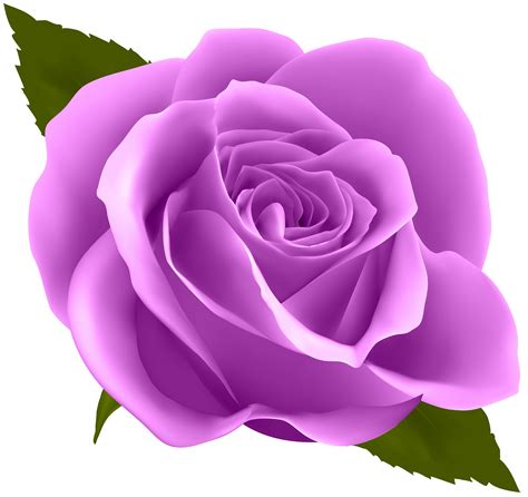 Purple Rose Transparent Png Clip Art Image Rose Clipart Rose Clip Art
