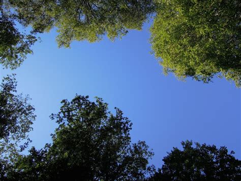 Fotos Gratis Paisaje árbol Bosque Césped Rama Nube Planta