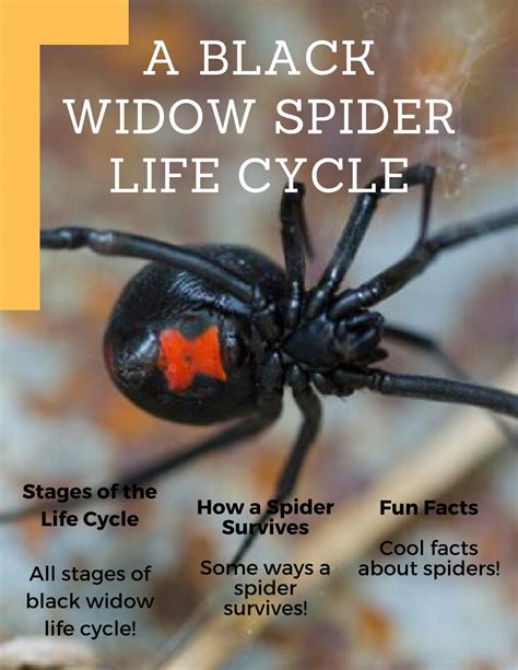 Black Widow Spider Life Cycle