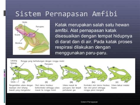 Rangkuman Materi Tematik Sistem Pernapasan Pada Hewan Vertebrata Amfibi