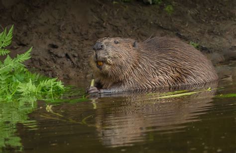 Eurasian Beaver Wildlife Online