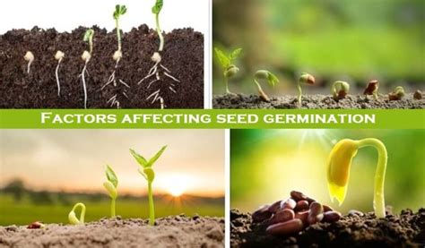 Basic 8 Factors Affecting Seed Germination Basic Agricultural Study