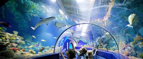 Bristol Aquarium Aquarium Aquarium Led Underwater