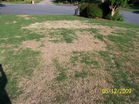 I Cant Sleep Zoysia Brown Patch Lawnsite™ Is The Largest And Most