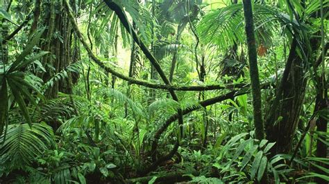 Incredible Jungle Sounds Exotic Birds Singing In Tropical Rainforest