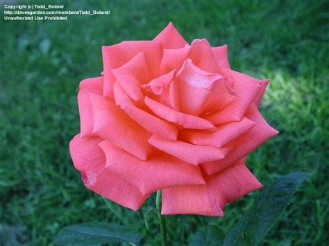 Plantfiles Pictures Hybrid Tea Rose Tropicana Rosa By Tbgdn