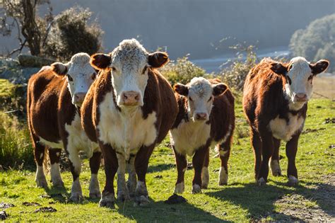 7 Facts About Hereford Cattle Agdaily