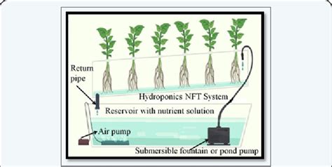 Dwc Hydroponic System Diagram Tutorial Hidroponik