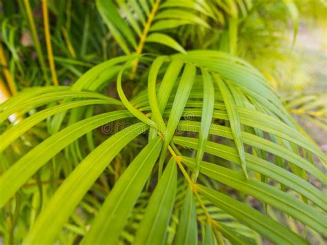 The Yellow Palm Leaves Stock Image Image Of Tropical 104453549