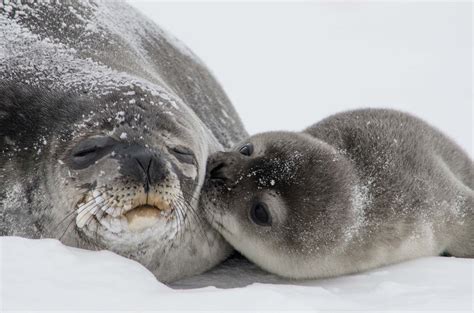 Seals Mammals Animal Encyclopedia