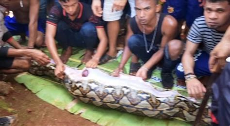 23 Foot Long Python Swallows Entire Woman In Indonesia HeraldNet
