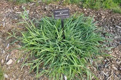 Common Lawn Weeds In Wisconsin