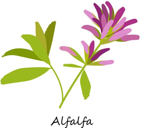 Royalty Free Alfalfa Medicago Sativa Clip Art Vector Images